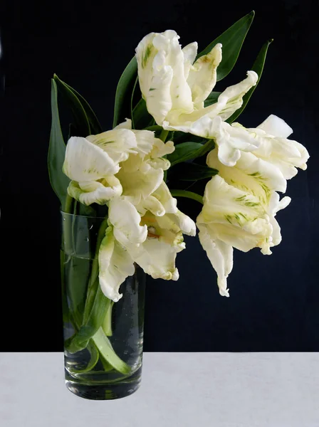 Pretty White Tulips Isolated Close — Fotografia de Stock