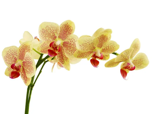 Gelbe Und Rote Orchidee Phalaenopsis Aus Nächster Nähe Isoliert — Stockfoto