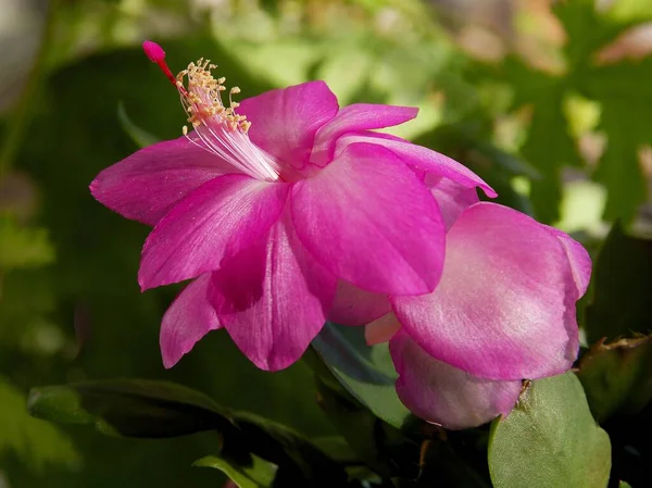 Lila Hübsche Blume Von Epifyllum Sukkulente Pflanze — Stockfoto