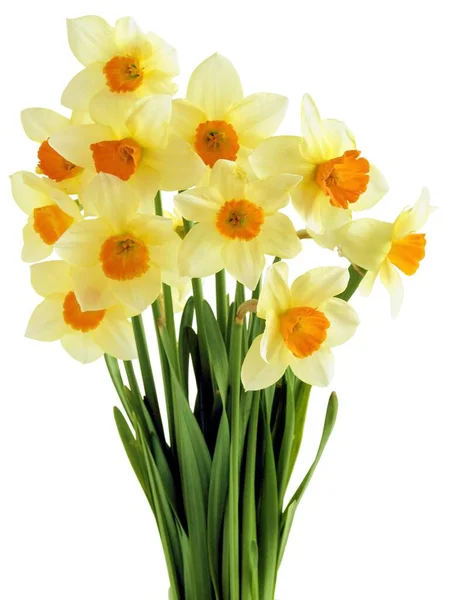 Pretty Spring Flowers Daffodils Close — Stock Photo, Image