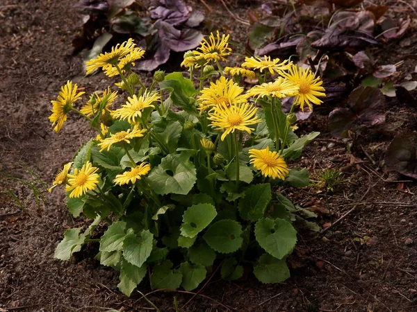 Yellow Flowers Doronicum Orientale Garden — Fotografia de Stock