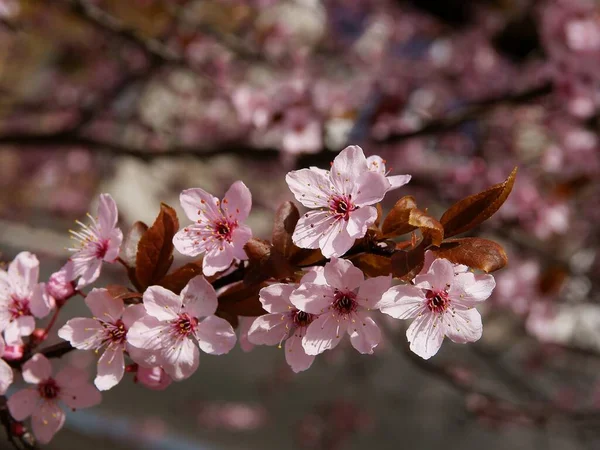 Pink Flowers Crab Apple Tree Aat Spring — Stock Photo, Image