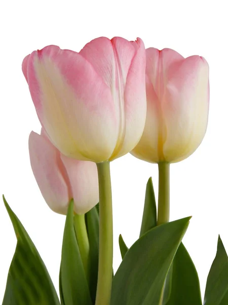 Pretty Tulips Spring Nice Flowers Close — Stock Photo, Image
