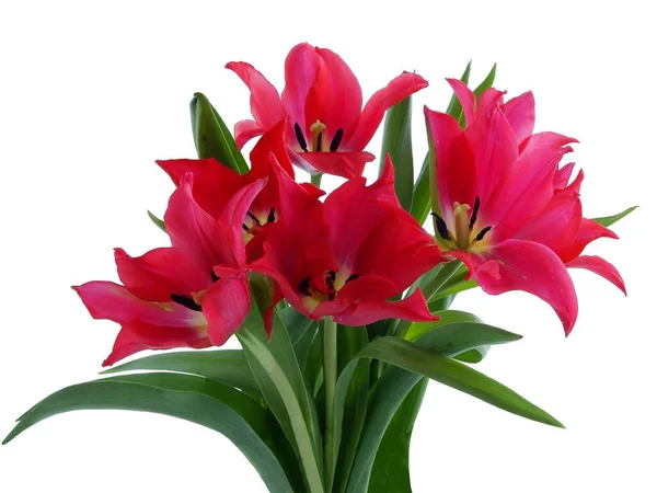 Posy Multicolor Pretty Tulips Isolated Close — Stok fotoğraf
