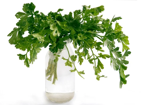Bunch Green Leaves Parsley Spicy Herb — Stock Photo, Image