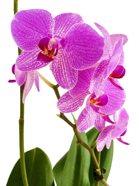 Orkidé Phalaenopsis Med Lila Blommor Nära Håll — Stockfoto