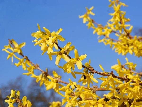 Forsythia Arbusto Florescendo Com Flores Amarelas Primavera — Fotografia de Stock