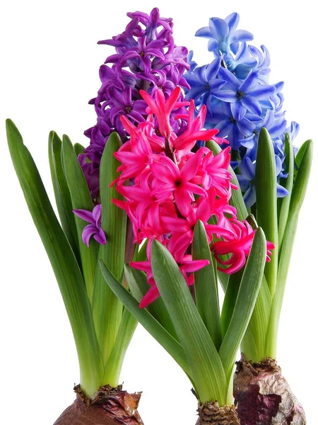 Pretty Multicolor Flowers Hyacinth Close — Stock Photo, Image