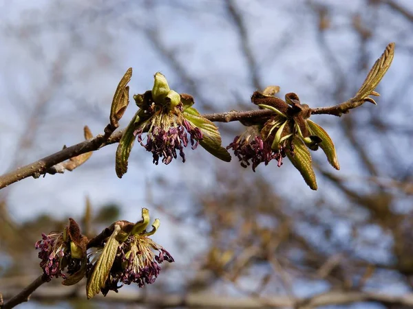 Ramita Parrotia Persica Arbusto Florecimiento Primavera —  Fotos de Stock