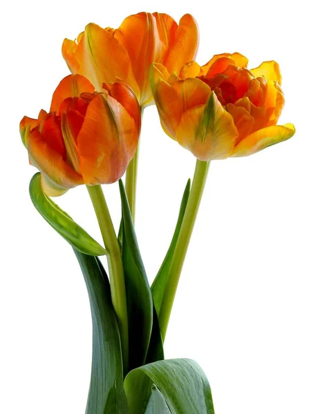 Posy Multicolor Pretty Tulips Isolated Close — стоковое фото
