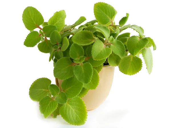 African Mint Potted Plant Close — Stock Photo, Image