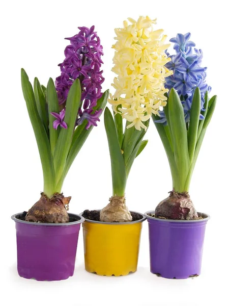 Pretty Multicolor Flowers Hyacinth Close — Stock Photo, Image