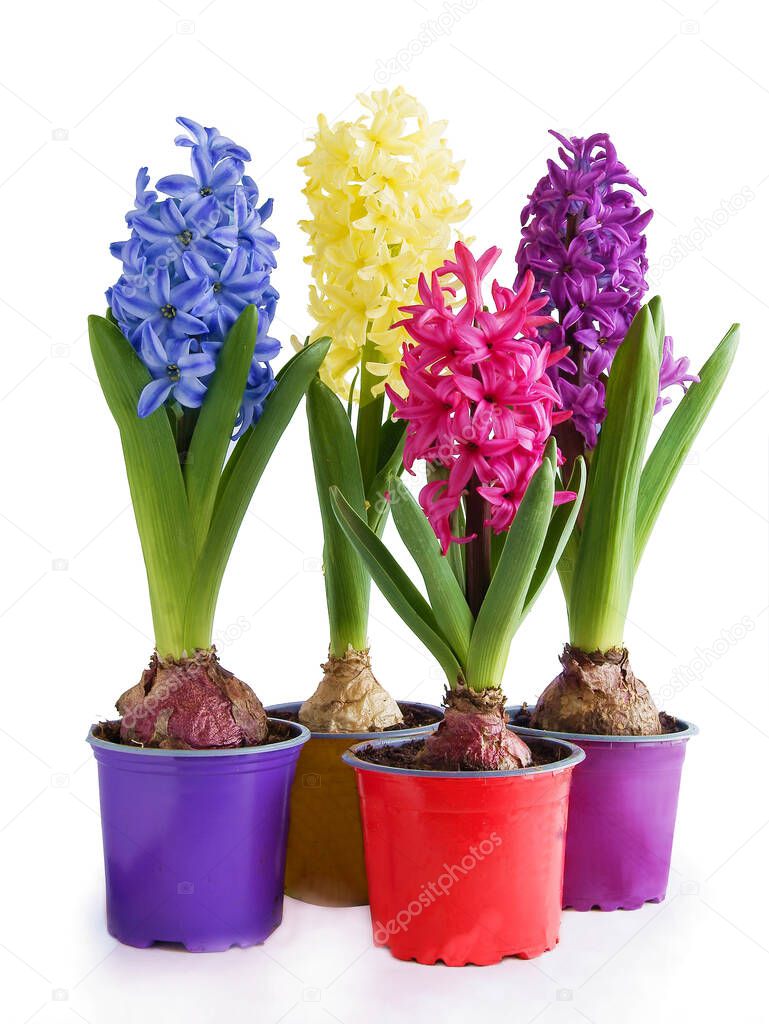 pretty multicolor flowers of hyacinth close up