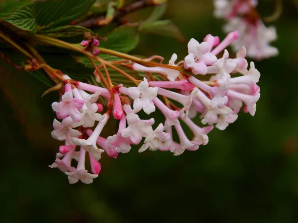Viburnum Bodnantense Viburnum Farreri Pink Flowers Spring — Stock Photo, Image