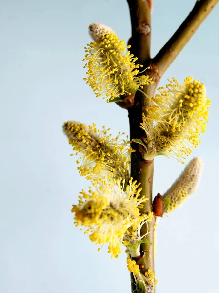 Willow Tree Twigs Blooming Catkins Close — Stock Photo, Image