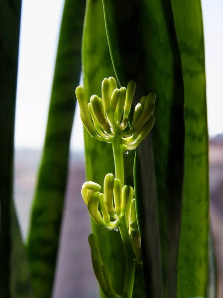 Sansevieria Potted Plant Flowers Buds Close — Photo