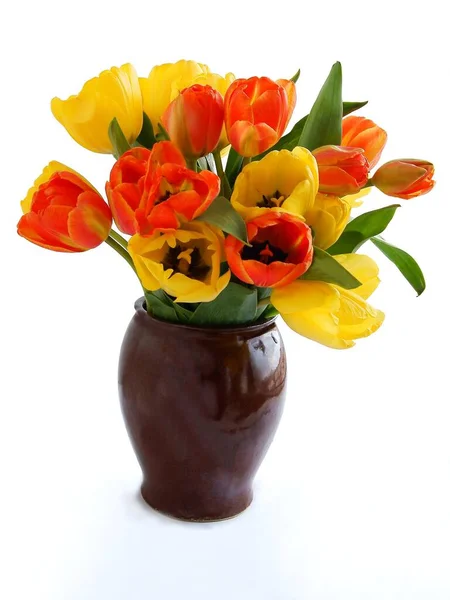 Posy Multicolor Pretty Tulips Isolated Close — Stockfoto