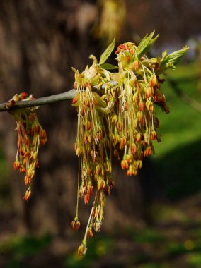 Kutu yaşlı ağacı - Acer negundo baharda çiçek açıyor