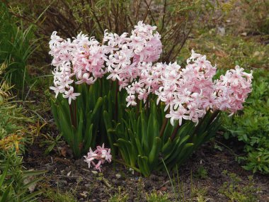 Bahçede bir grup sümbül çiçeği