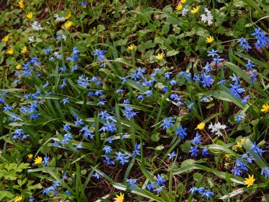 Baharda LEUCOIUM VERNUM 'un küçük mavi çiçekleri