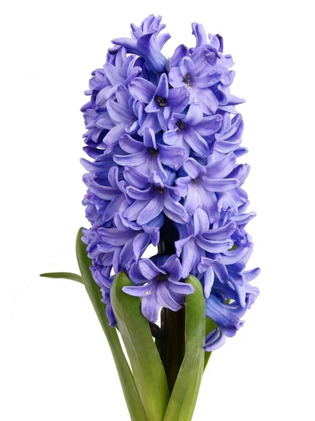 Pretty Multicolor Flowers Hyacinth Close — Stock Photo, Image