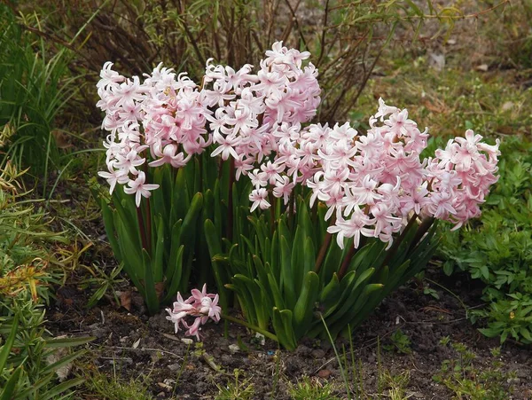 Bahçede bir grup sümbül çiçeği