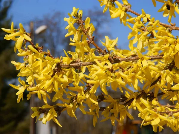 Forsythia Arbusto Florescendo Com Flores Amarelas Primavera — Fotografia de Stock