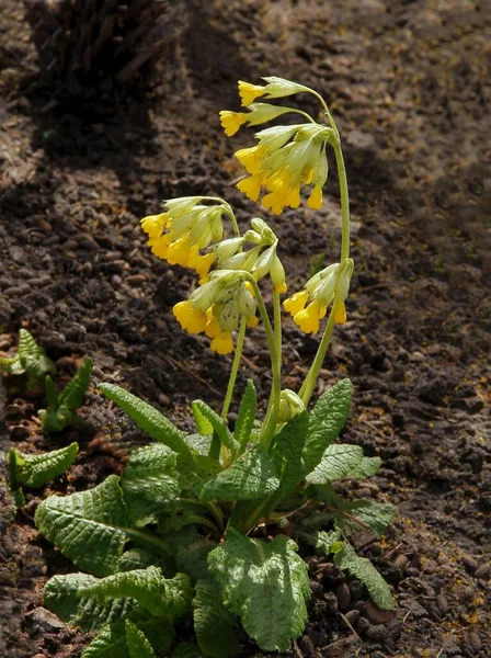 Yellow Flowers Primrose Primula Elatior Spring Garden — Stock Photo, Image