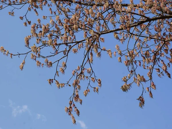 Arbre Aîné Boîte Acer Négundo Floraison Printemps — Photo