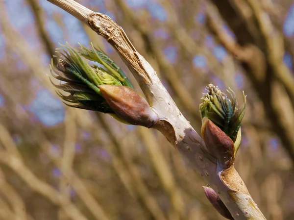 Twig Decaisnea Fargesii Growing Fresh Leaves Spring — Stock Photo, Image