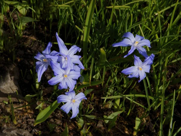 春天里菊花的蓝色小花 — 图库照片
