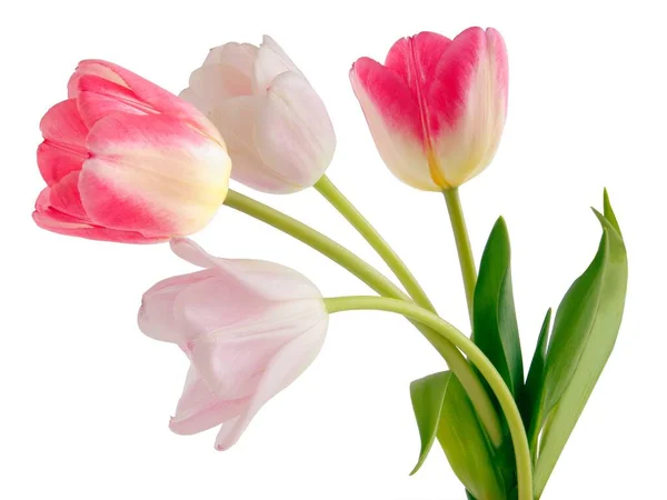 Pretty Multicolor Tulips Close — Stock Photo, Image
