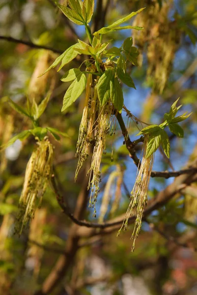 Arbre Aîné Boîte Acer Négundo Floraison Printemps — Photo