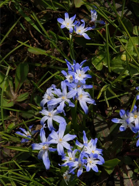 春のLeucoium Vernumの小さな青い花 — ストック写真