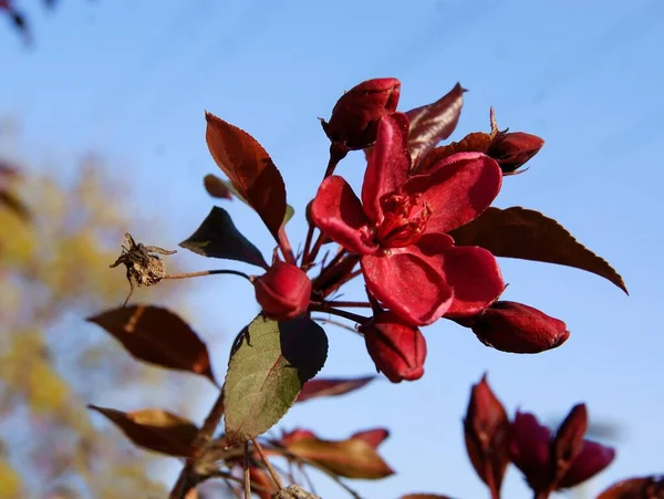 Piękne Różowe Lub Czerwone Kwiaty Jabłoni Kraba Wiosną — Zdjęcie stockowe