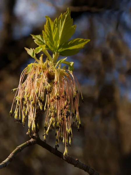 Låda Äldste Träd Acer Negundo Blommar Vid Våren — Stockfoto