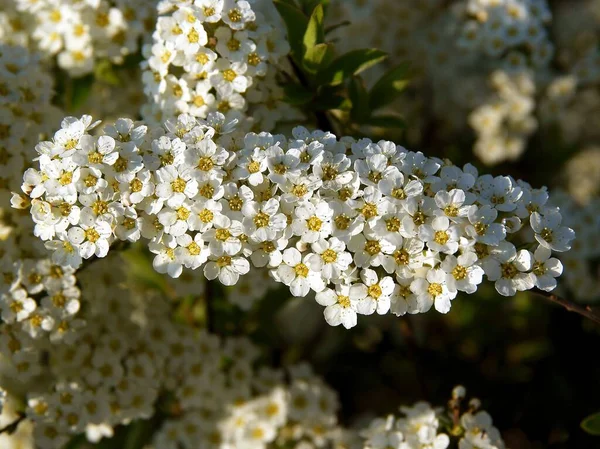 Bílé Květy Kvetoucího Keře Spiraea Keře Zahradě — Stock fotografie