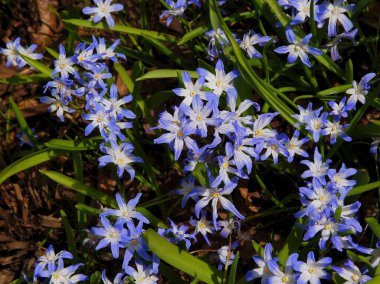 LEUCOIUM VERNUM fabrikalarının mavi ve beyaz çiçekleri