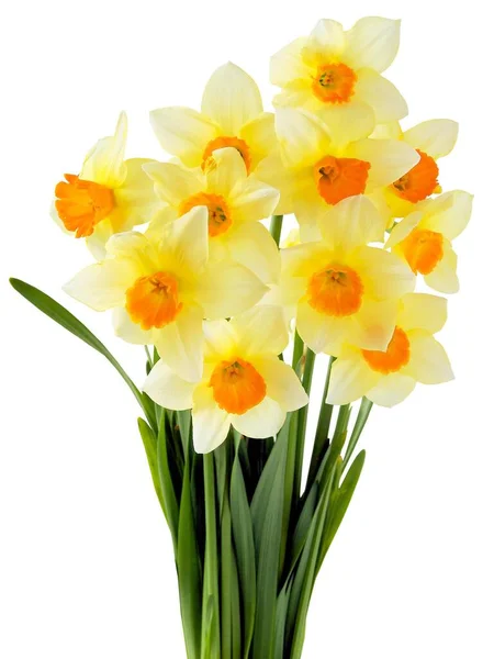 Довольно Весенние Цветы Нарциссы Закрыть — стоковое фото
