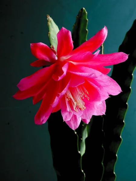 Bonita Flor Planta Maceta Epifyllum Cerca — Foto de Stock