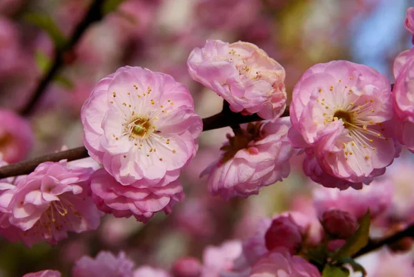 Pink Flowers Prunus Triloba Tree Spring — Stock Photo, Image