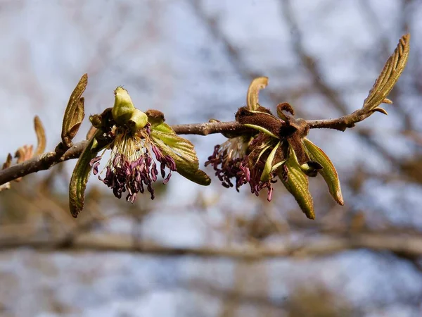 Kvist Parrotia Persica Bush Blommar Vid Våren — Stockfoto
