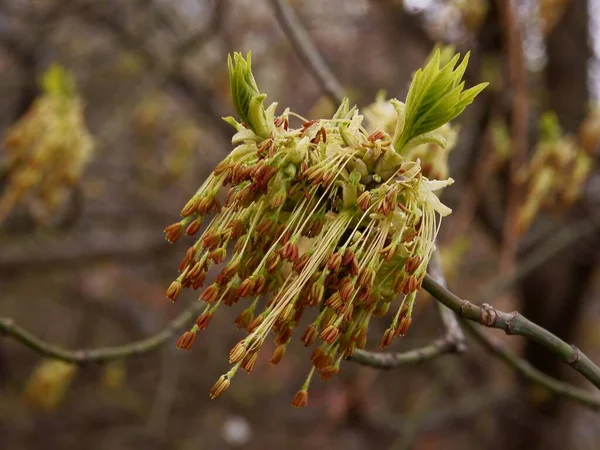 Låda Äldste Träd Acer Negundo Blommar Vid Våren — Stockfoto