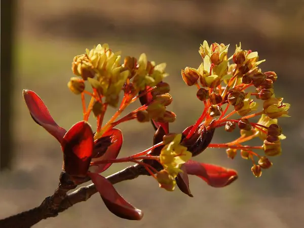 Gula Blommor Lönn Träd Våren — Stockfoto