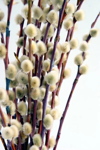 花のついたヤナギの木の小枝を閉じます — ストック写真