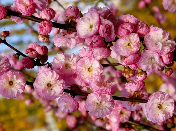 Pink Flowers Prunus Triloba Tree Spring — Stock Photo, Image