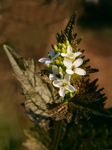 Salsa Sola Allaria Officinalis Planta Con Flores Blancas — Foto de Stock