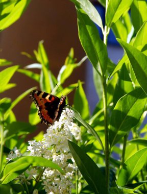 Güzel, mliticolor kelebeği Aglais urticae yakın çekim