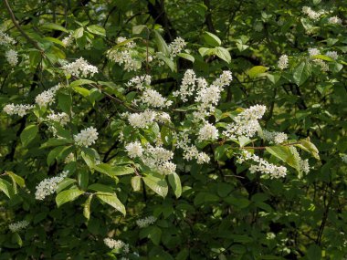 Siyah kirazdan beyaz çiçekler - Prunus cerotina ağacı baharda