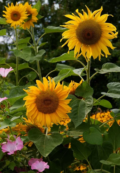 Pretty Sunflowers Garden Scenic — Stock Photo, Image